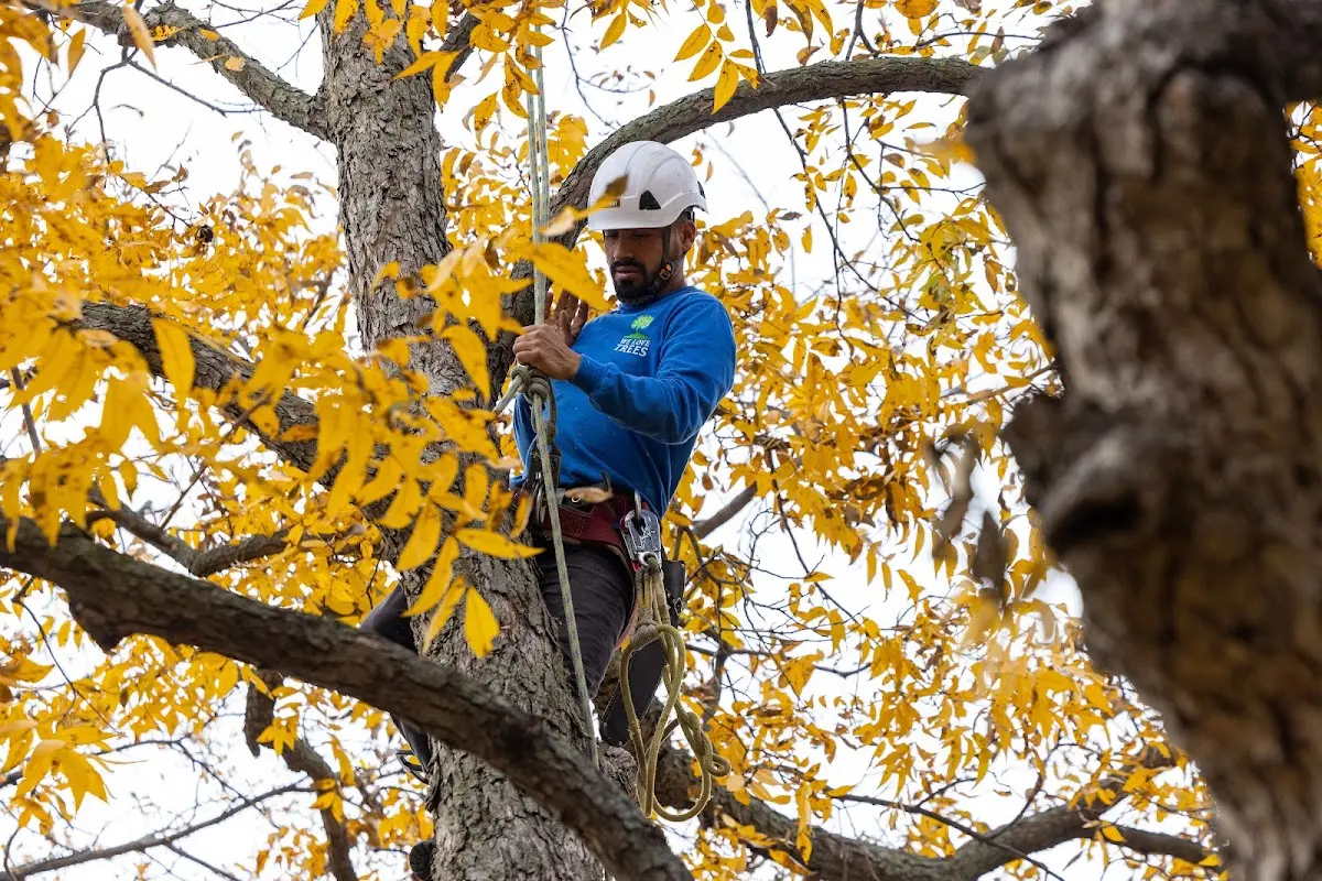 Skilled Tree Trimming crew working in Johnson